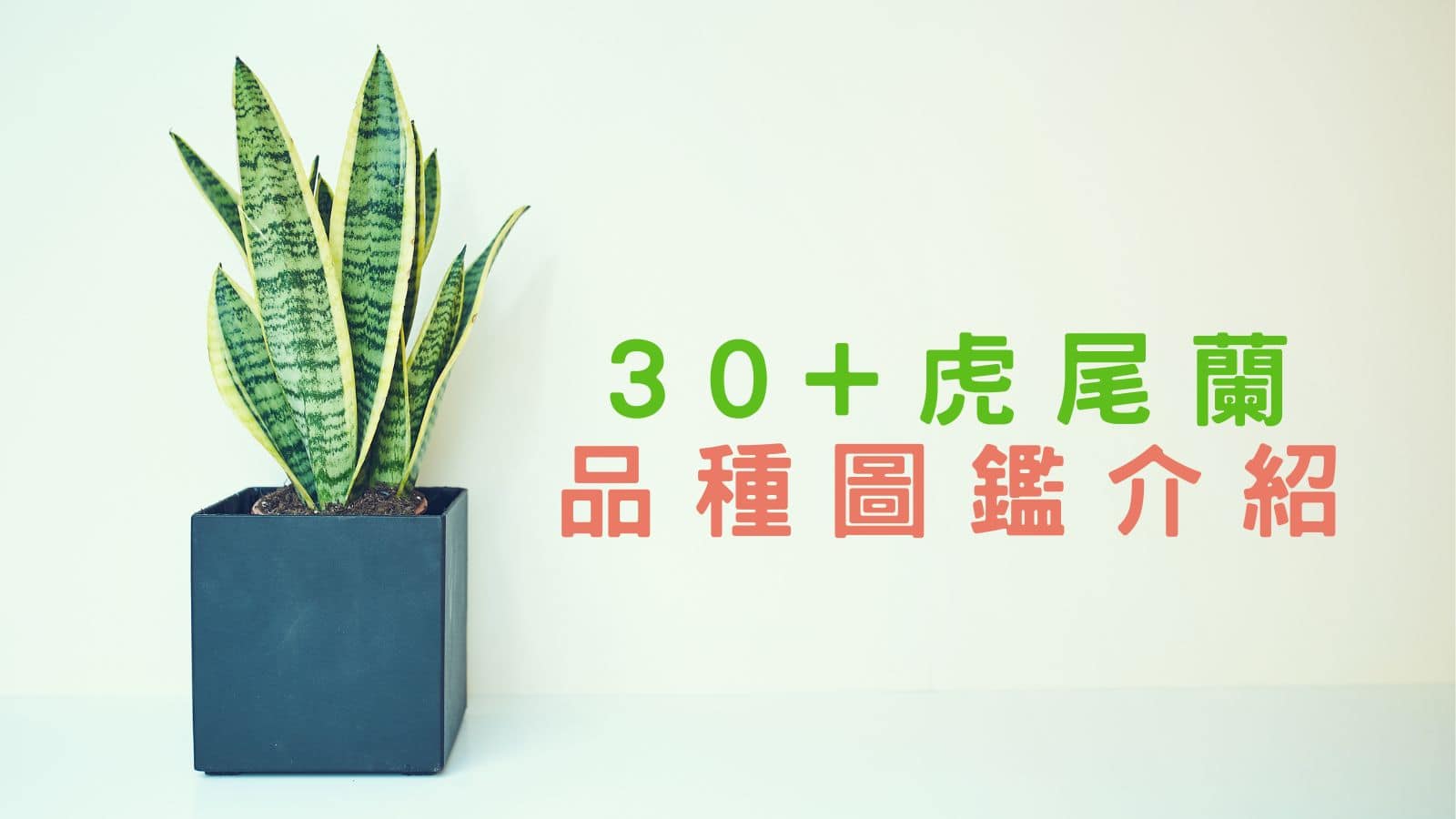 30+虎尾蘭 品種圖鑑介紹